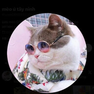 Mèo ú tây ninh