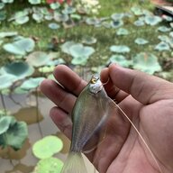Tiếnluxury