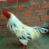 truong64