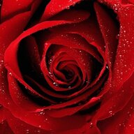 Blackrose7777