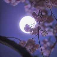 heavenwoow